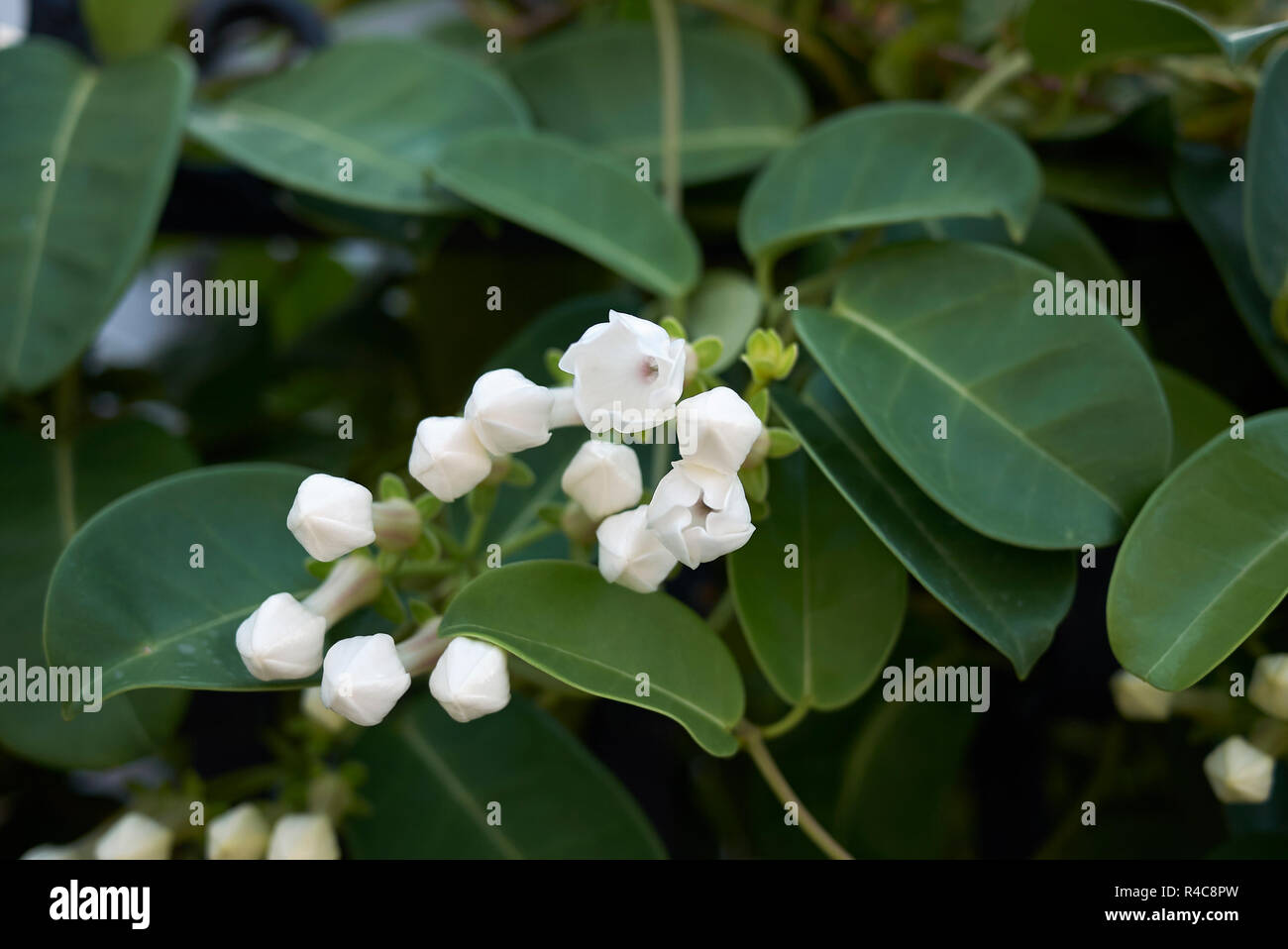 Stephanotis floribunda white fragrant flowers Stock Photo