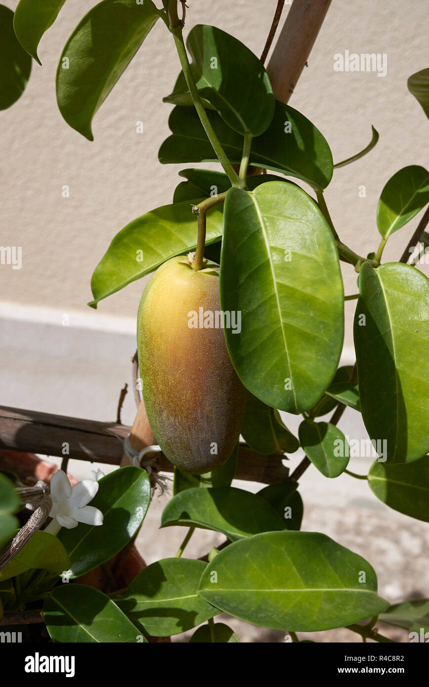 Stephanotis floribunda fruit Stock Photo
