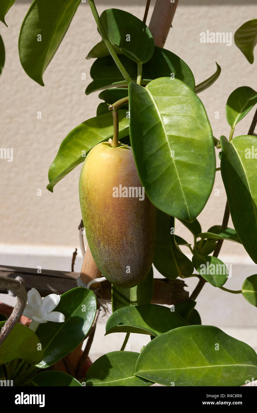 Stephanotis floribunda fruit Stock Photo