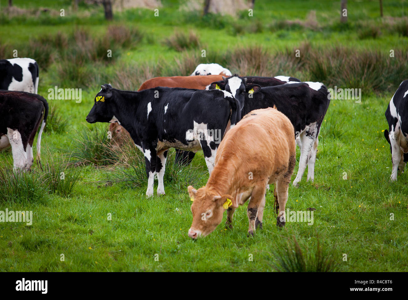 Herd of cows. Cows on a green field. Cows on the field Stock Photo - Alamy