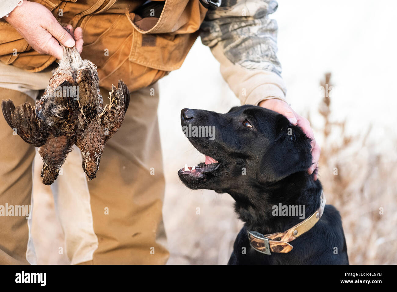 A Black Lab Quail Hunting in Kansas Stock Photo - Alamy