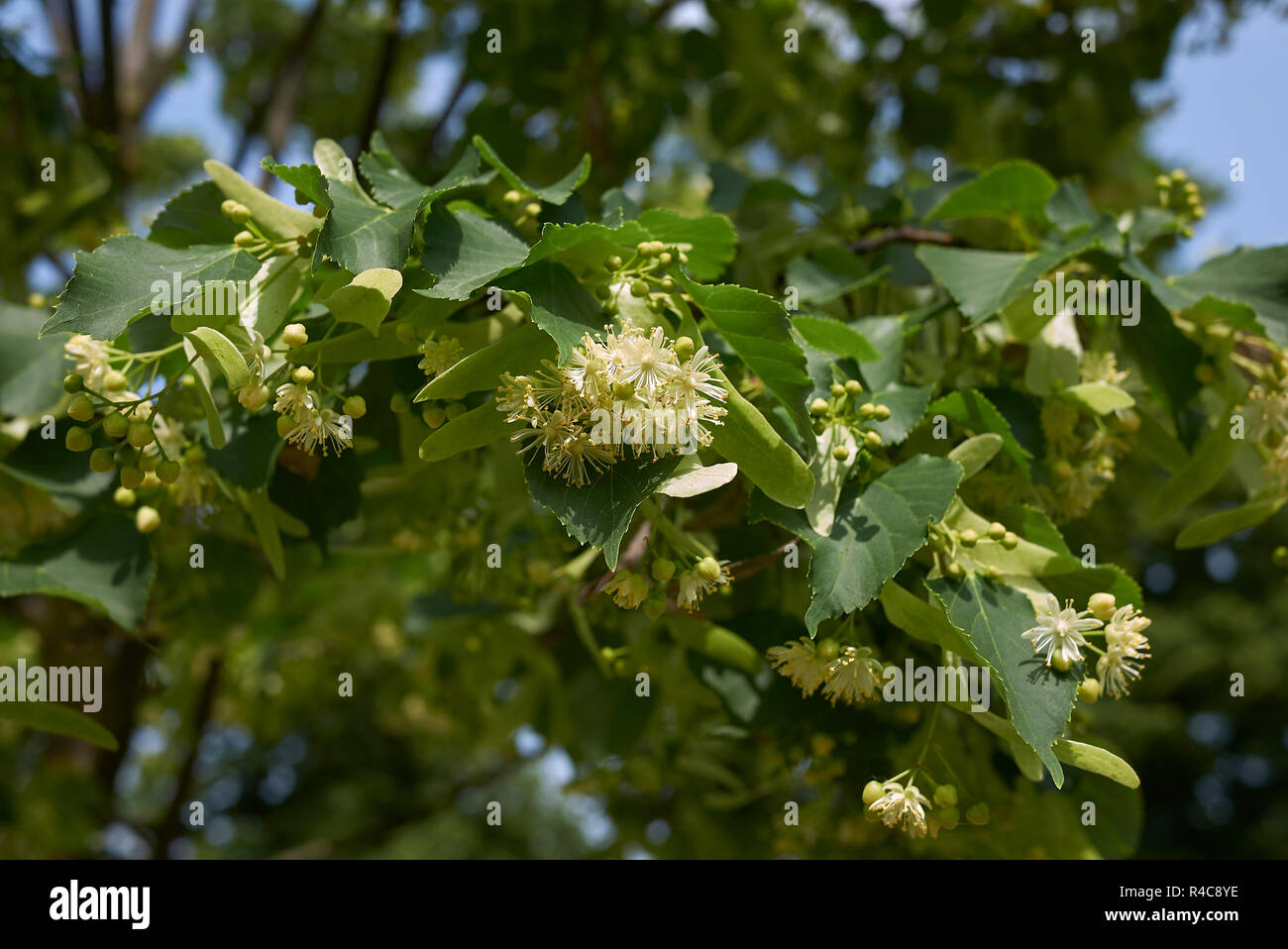 Tilia tree in bloom Stock Photo - Alamy
