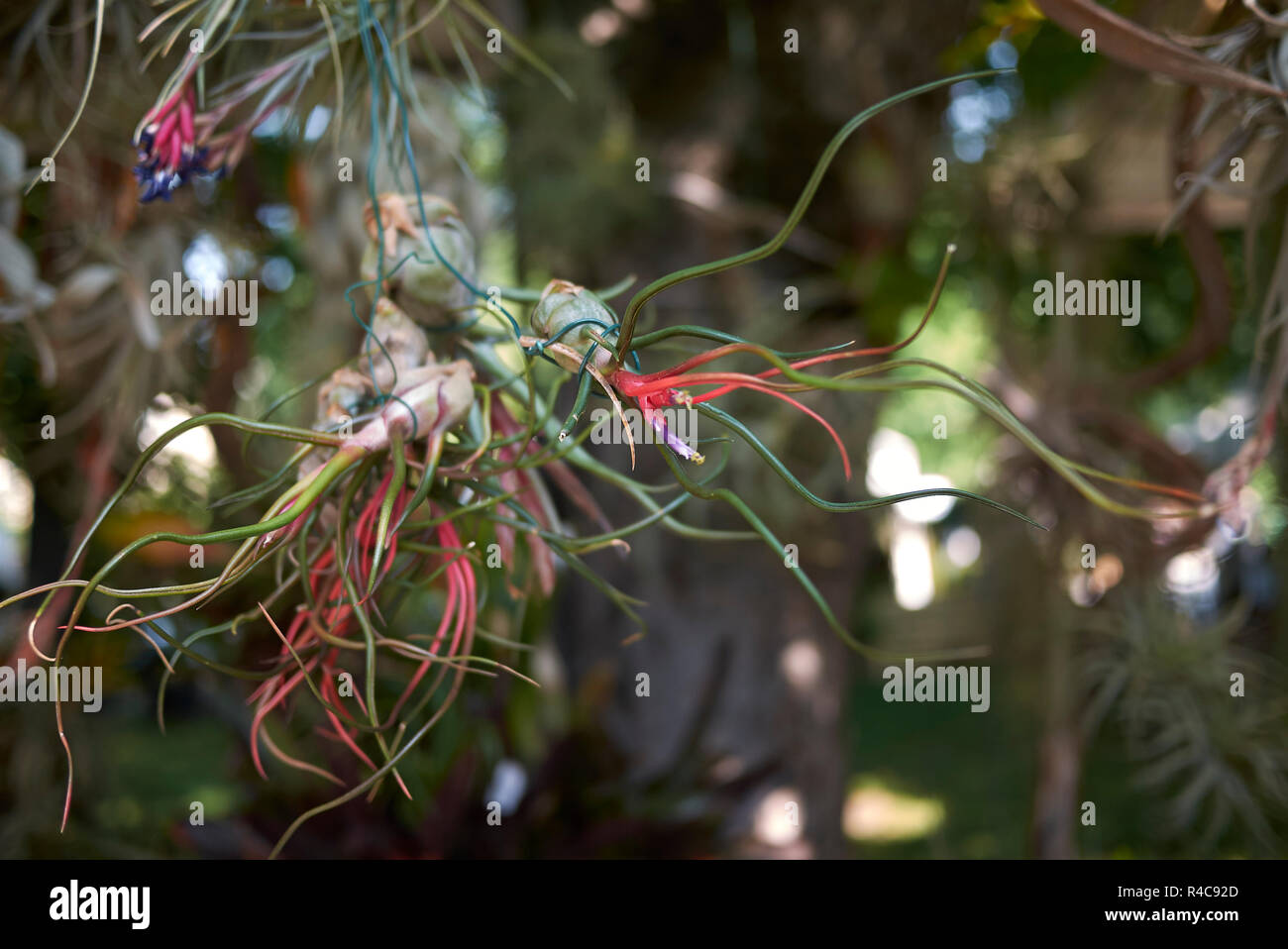 Tillandsia plants hi-res stock photography and images - Alamy