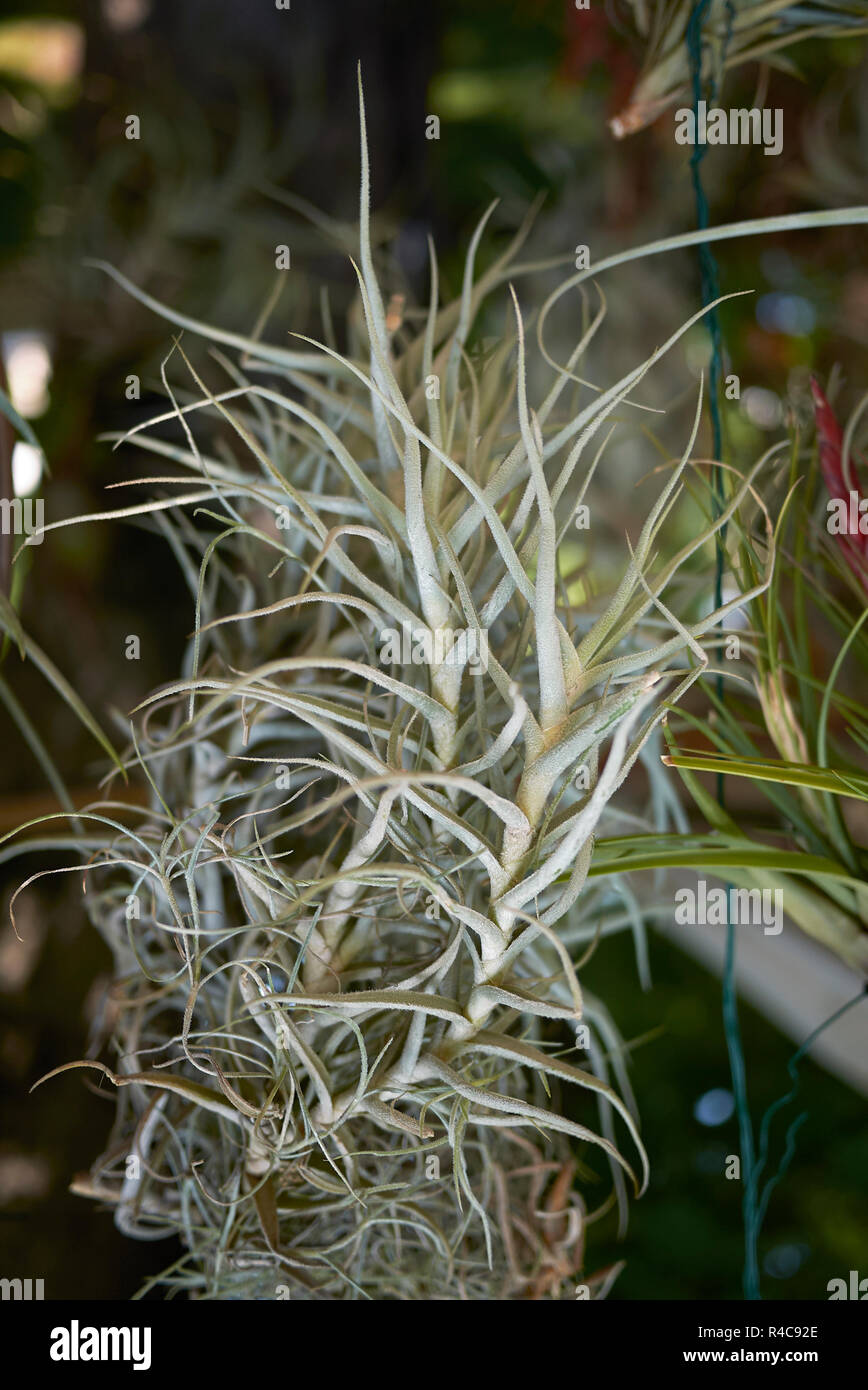 Botanical garden airplants hi-res stock photography and images - Alamy