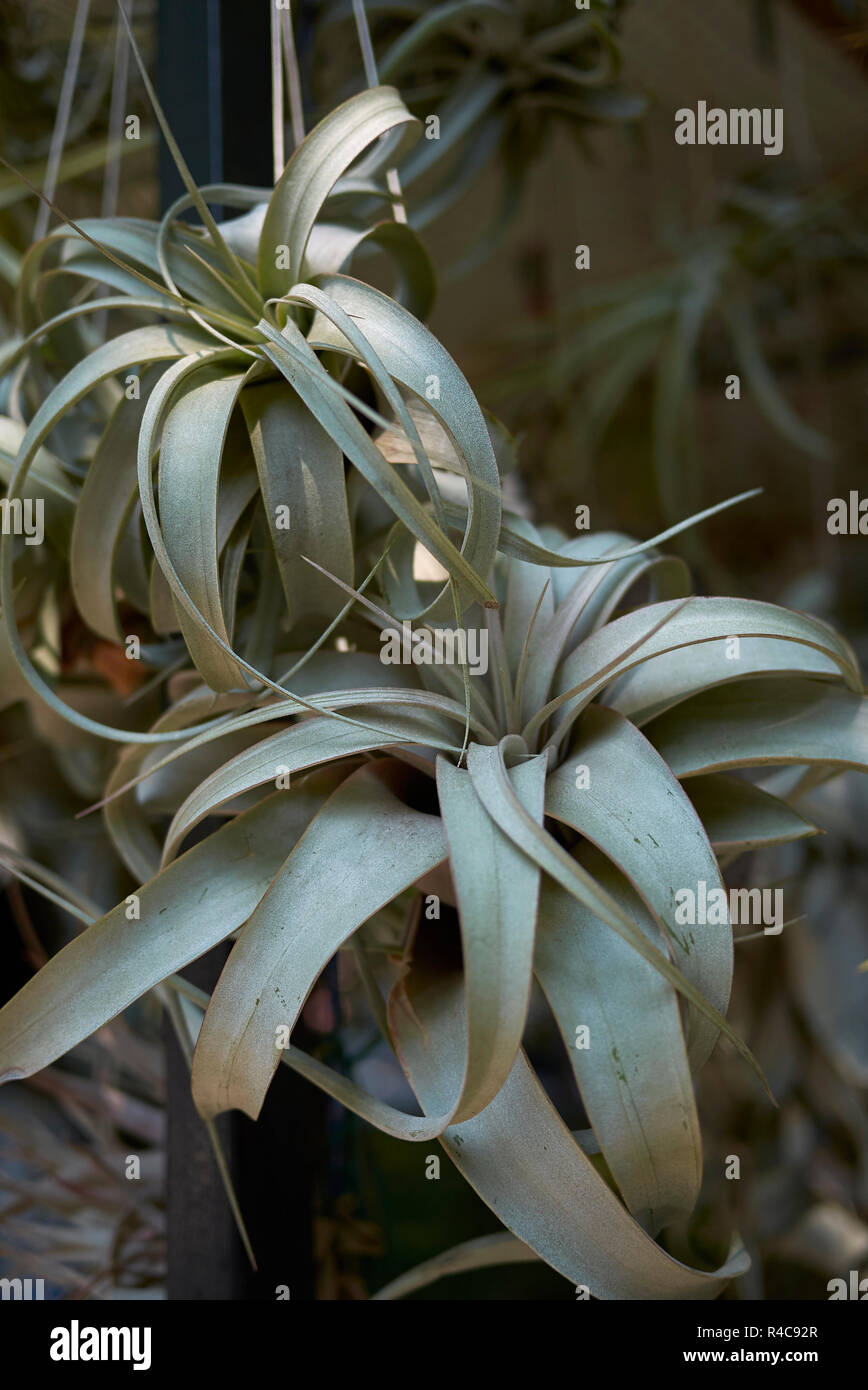 Botanical garden airplants hi-res stock photography and images - Alamy
