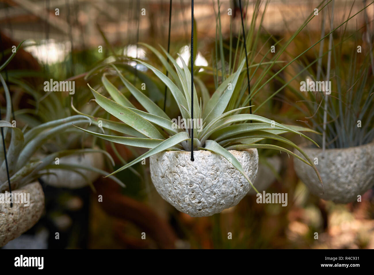 Botanical garden airplants hi-res stock photography and images - Alamy