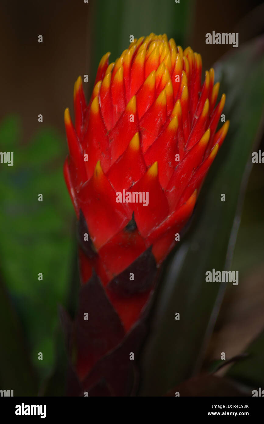 Hothouse flower, exotic plant Stock Photo Alamy