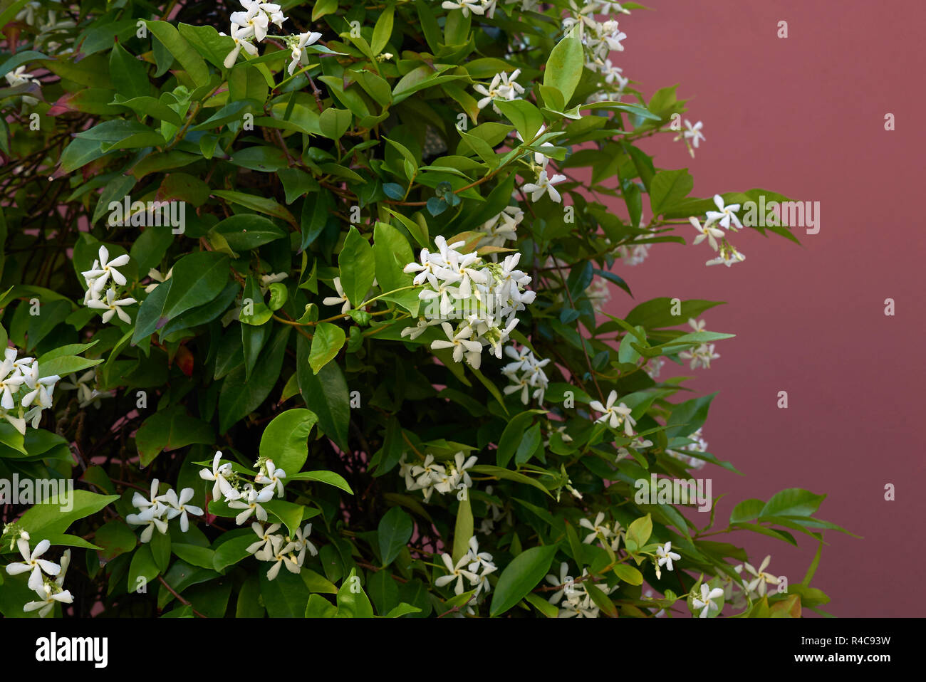 Trachelospermum jasminoides blossom Stock Photo