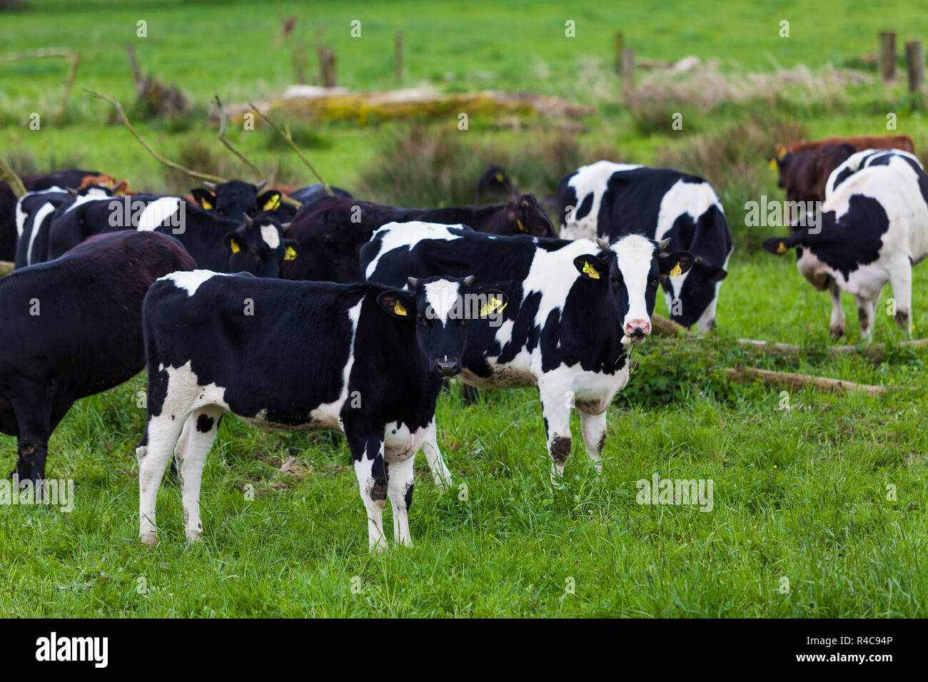 Herd of cows. Cows on a green field. cows on meadow Stock Photo - Alamy
