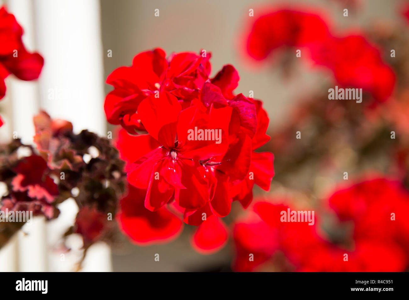 Red Pelargonium Stock Photo