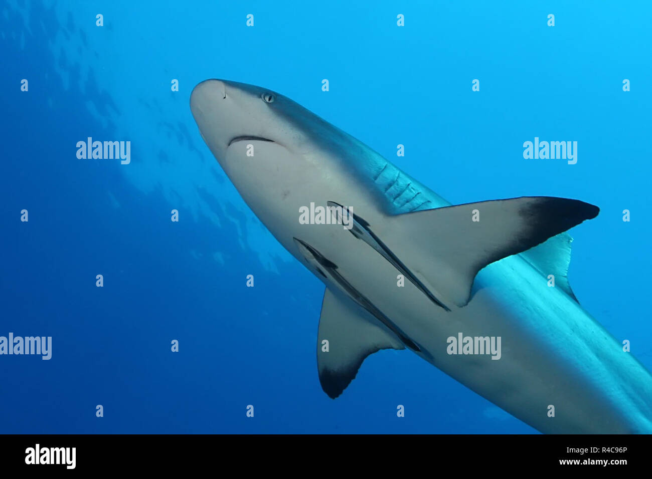 White Shark Dangerous big Fish Papua New Guinea Pacific Ocean Stock Photo Alamy