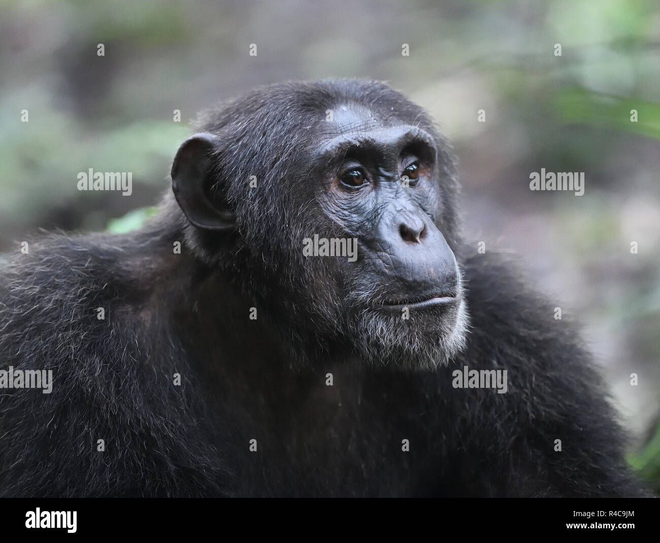 Portrait of a Common chimpanzee (Pan troglodytes).  Kibale Forest National Park, Uganda. Stock Photo