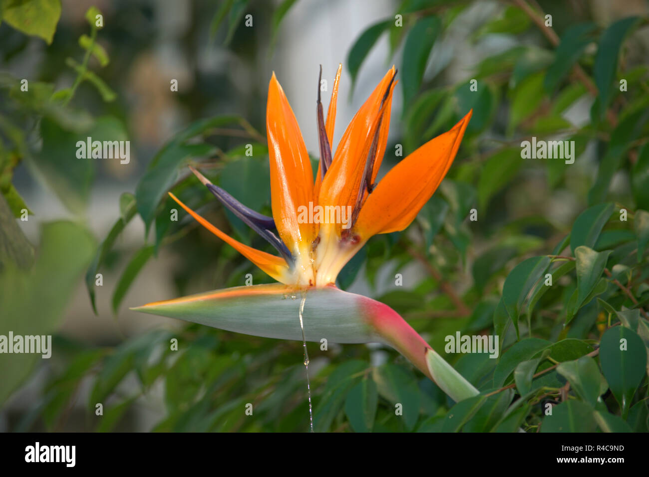 Heliconia psittacorum or Parrot Plant Stock Photo - Alamy