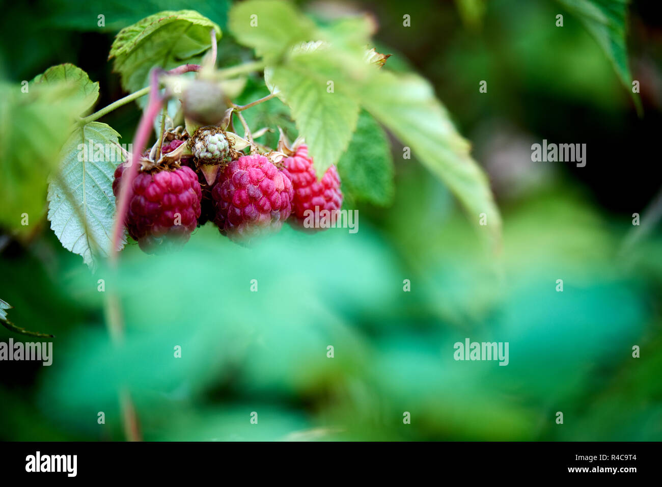 Raspberries growing garden hi-res stock photography and images - Alamy