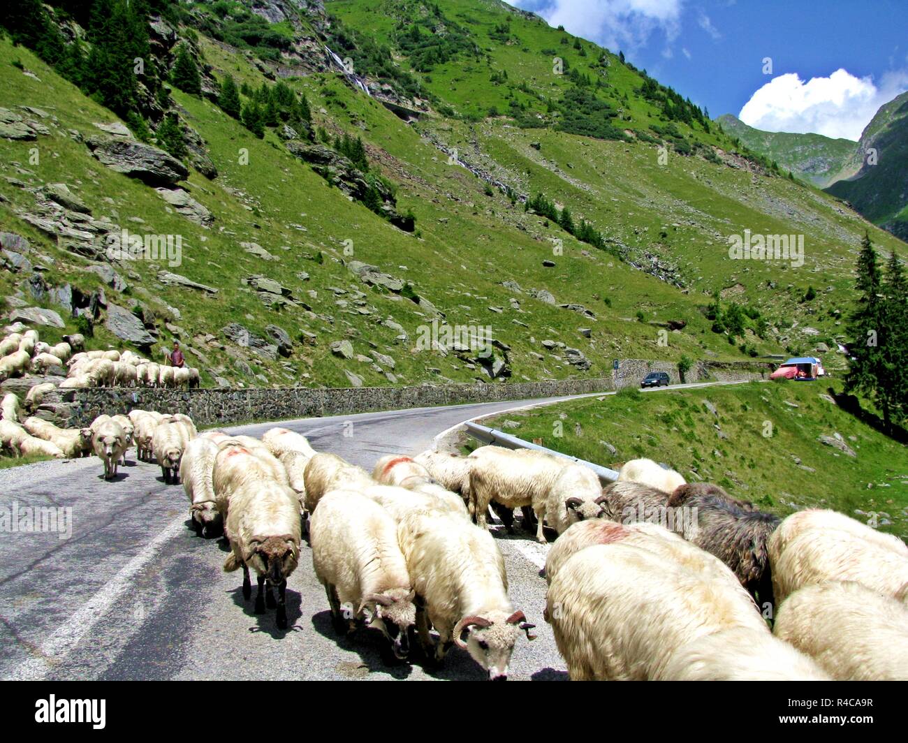 a flock of sheep crossing the street in a mountain landscape Stock ...