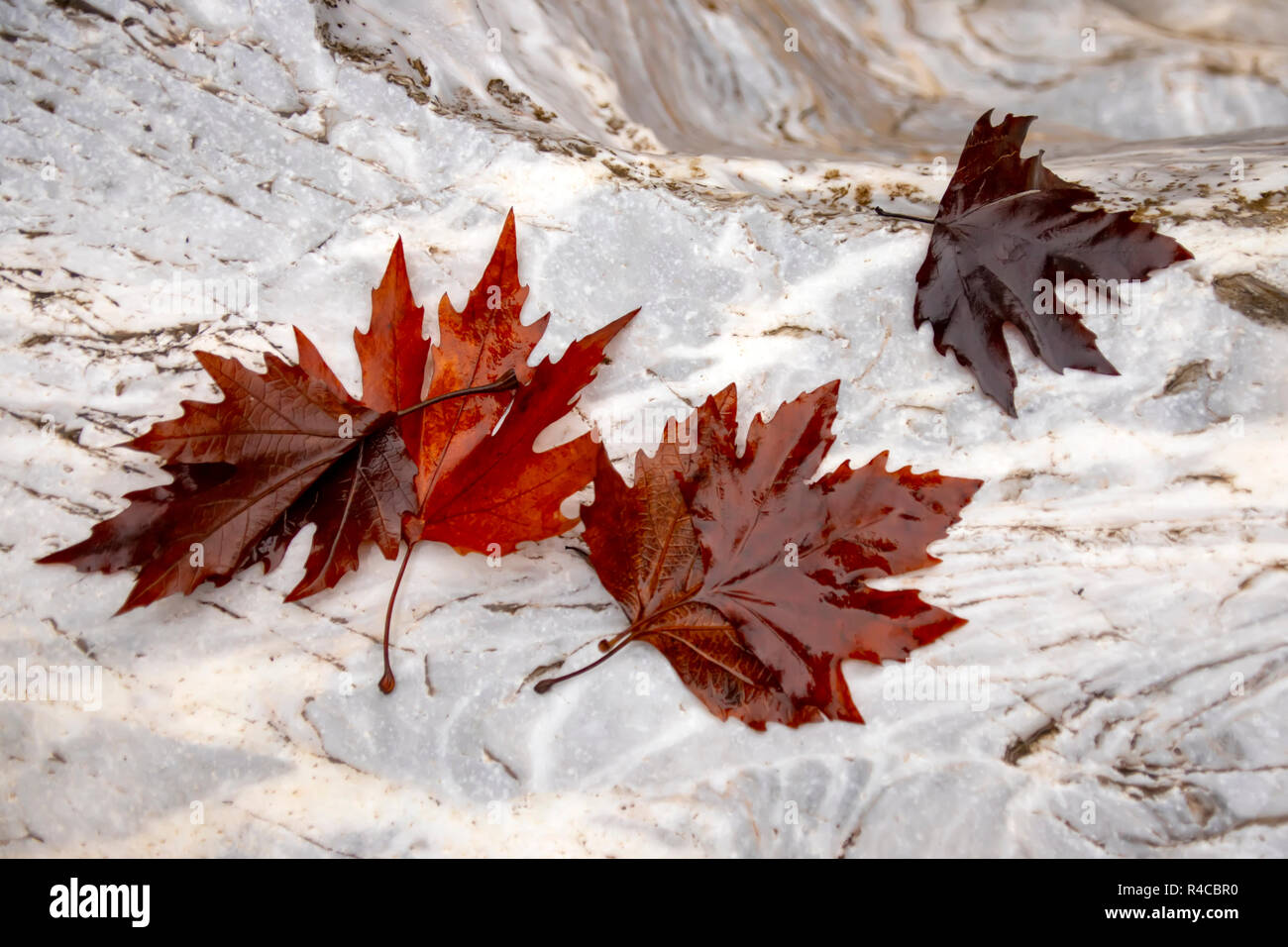 Brown wet autumn leaves of a plane-tree on white marble boulder. Greece Stock Photo