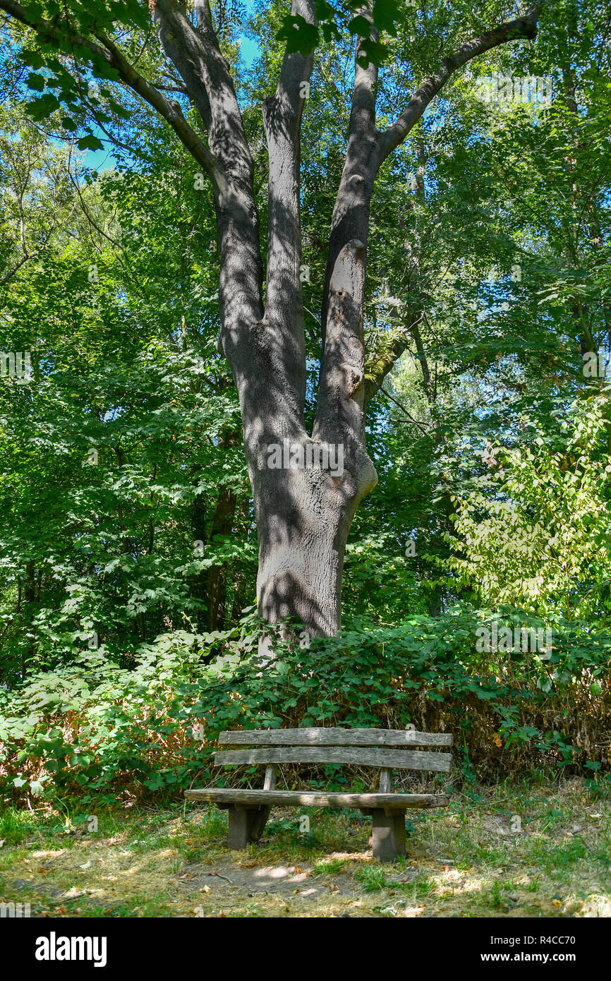 A poetric shot of bank in front of a large tree Stock Photo