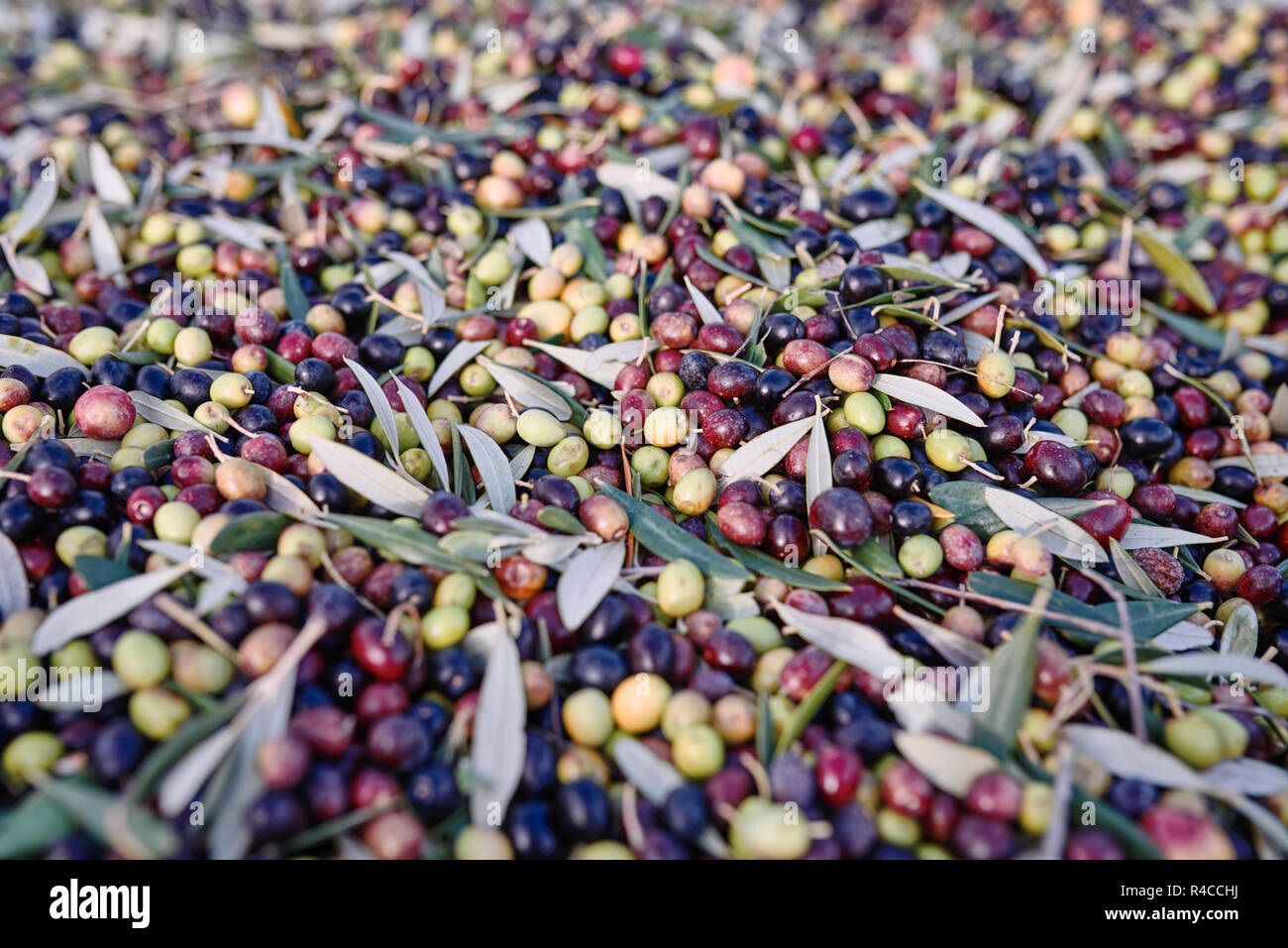 Baskets with Full harvest of olives from Italian Organic Farm Stock