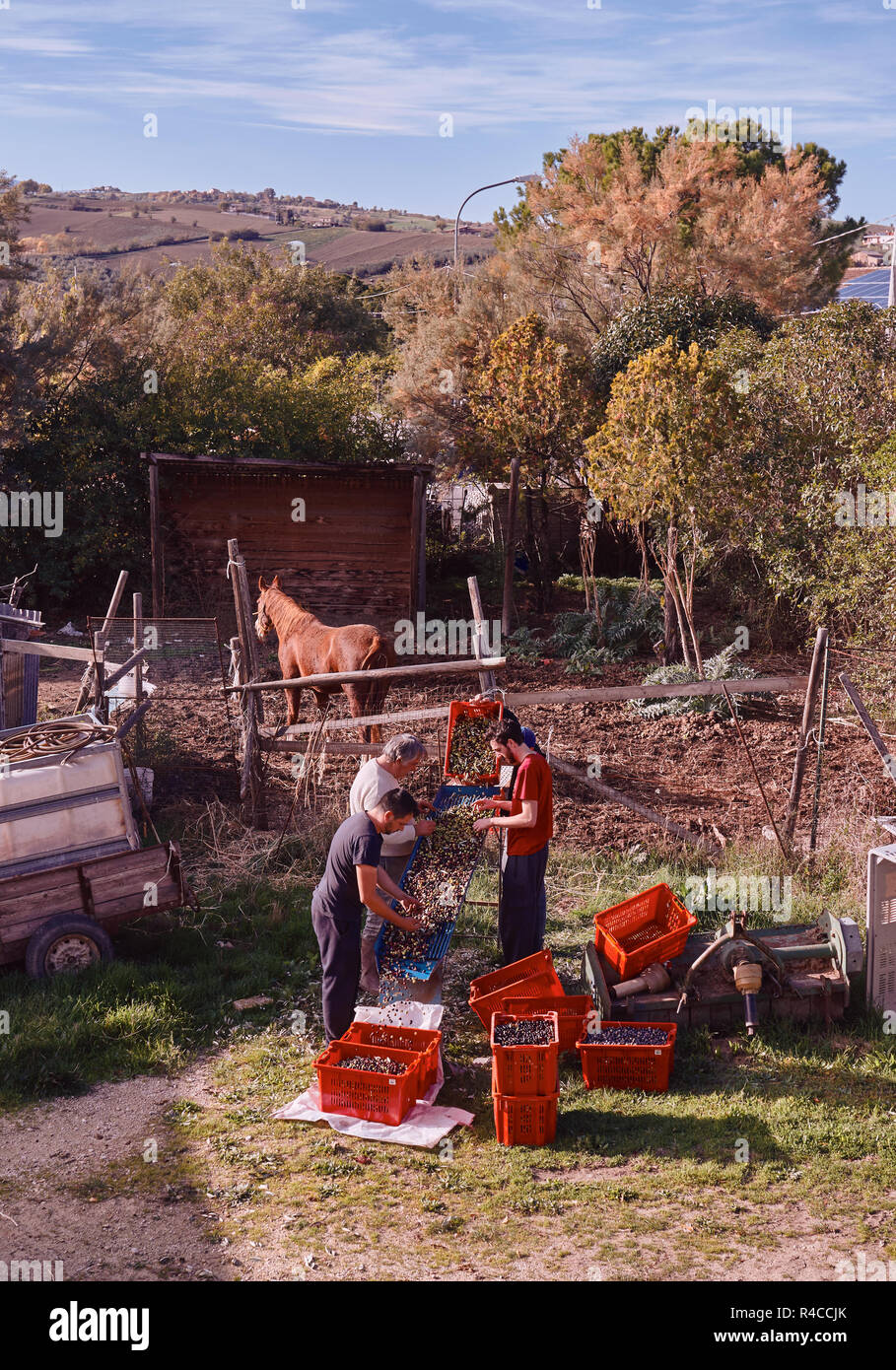 Italy, Abruzzo, November 12/ 2017, Peasants work by selecting olives harvest from Italian Organic Farm Stock Photo