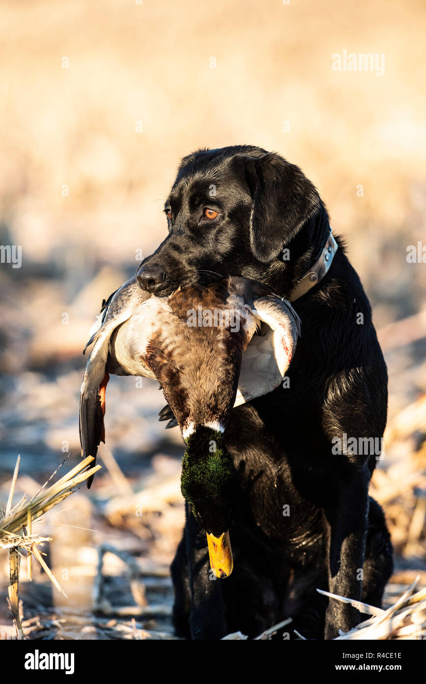 Labrador retriever holding duck hires stock photography and images Alamy