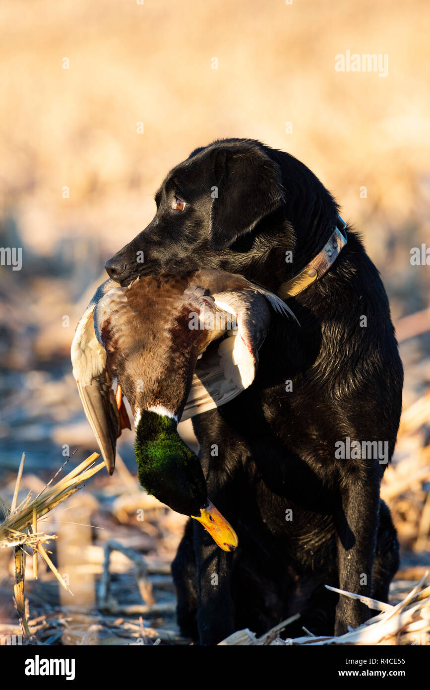 A Black Lab with a Drake Mallard Duck Stock Photo Alamy