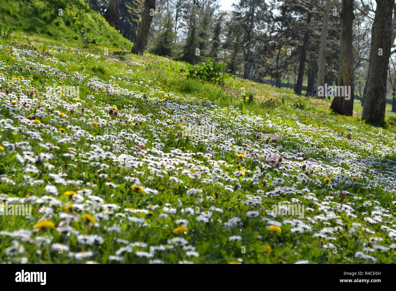 pics Field Full Of Flowers Near Me https www alamy com a field full of flowers in a forest image226467993 html