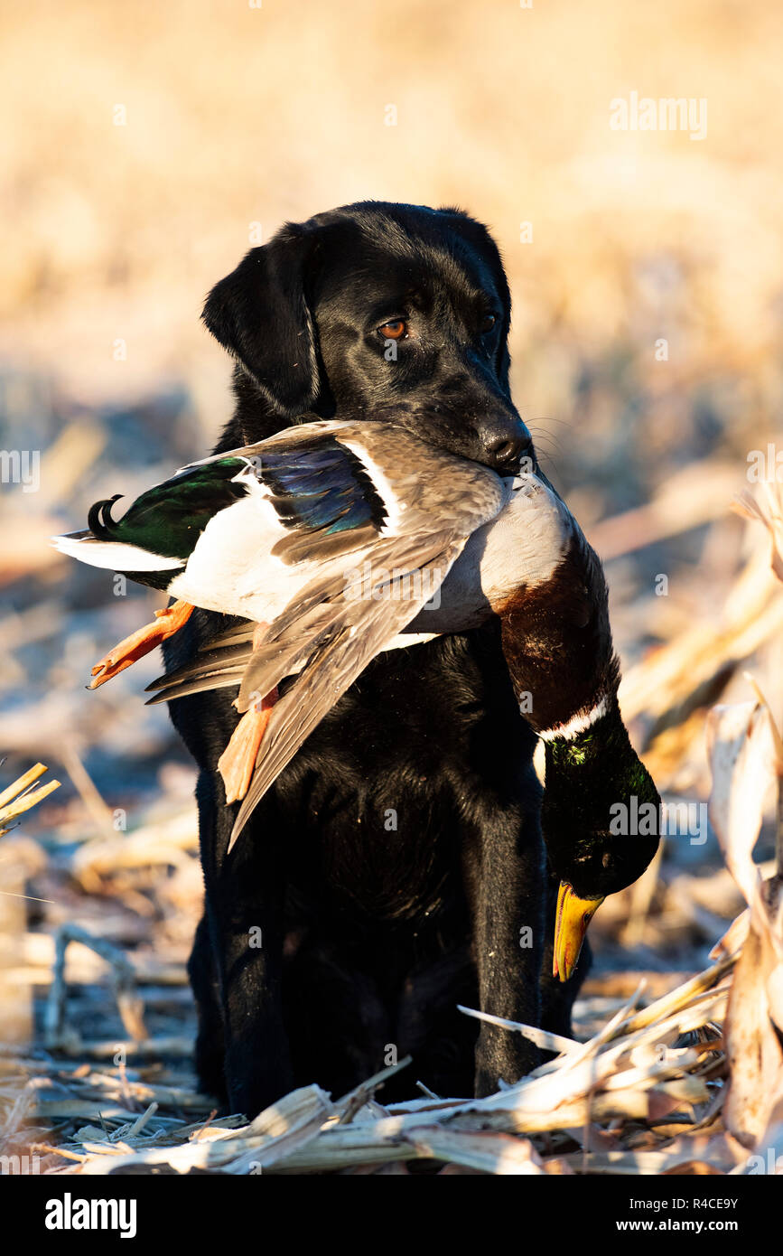 Labrador retriever holding duck hires stock photography and images Alamy