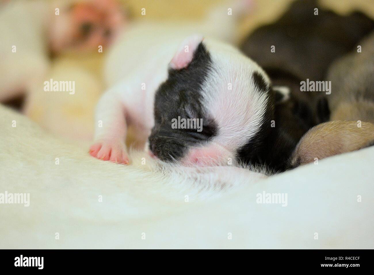 French Bulldog 10 days old Stock Photo