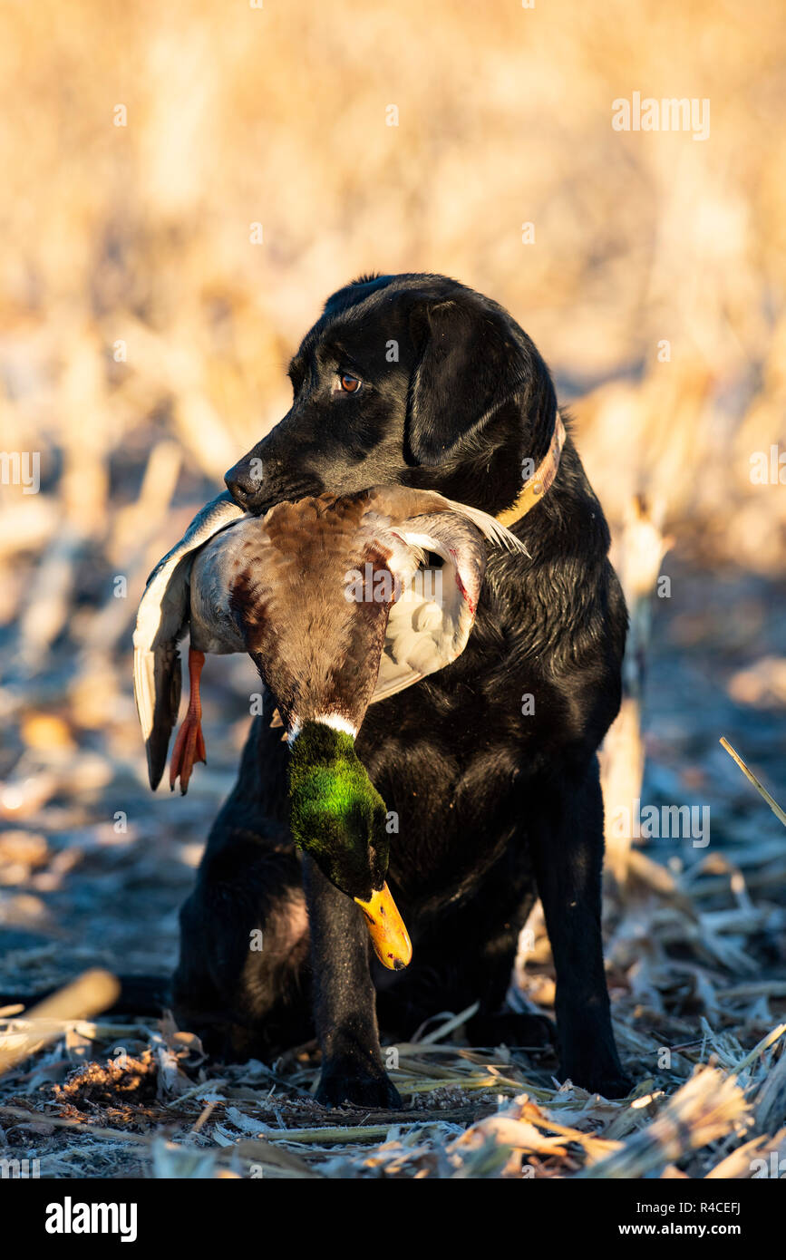A Black Lab with a Drake Mallard Duck Stock Photo Alamy