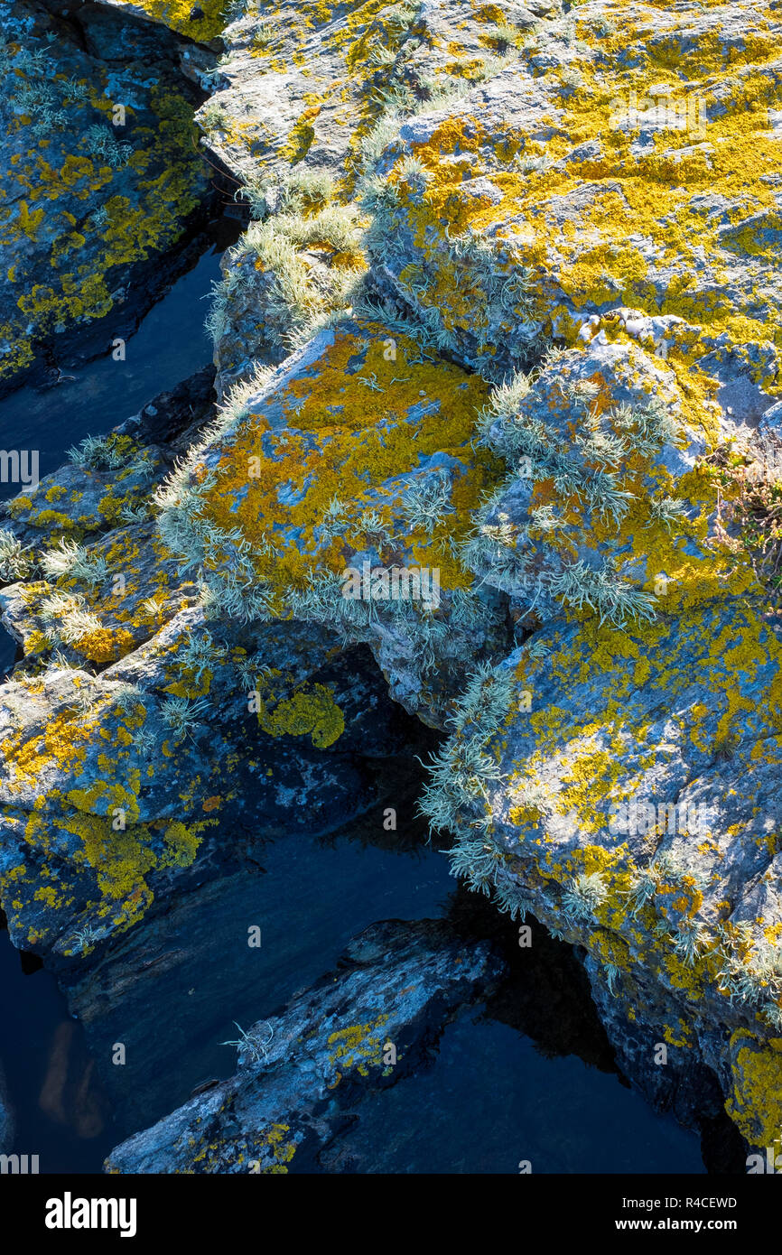 Lichens growing on rocks at the beach. Xanthoria parietina, yellow lichen Stock Photo