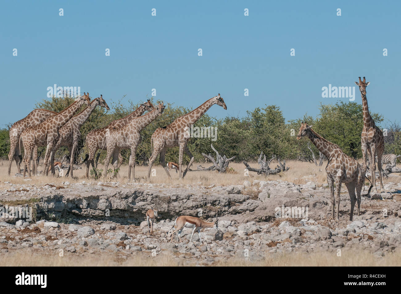 Giraffe herd at a waterhole in Etosha national park Stock Photo