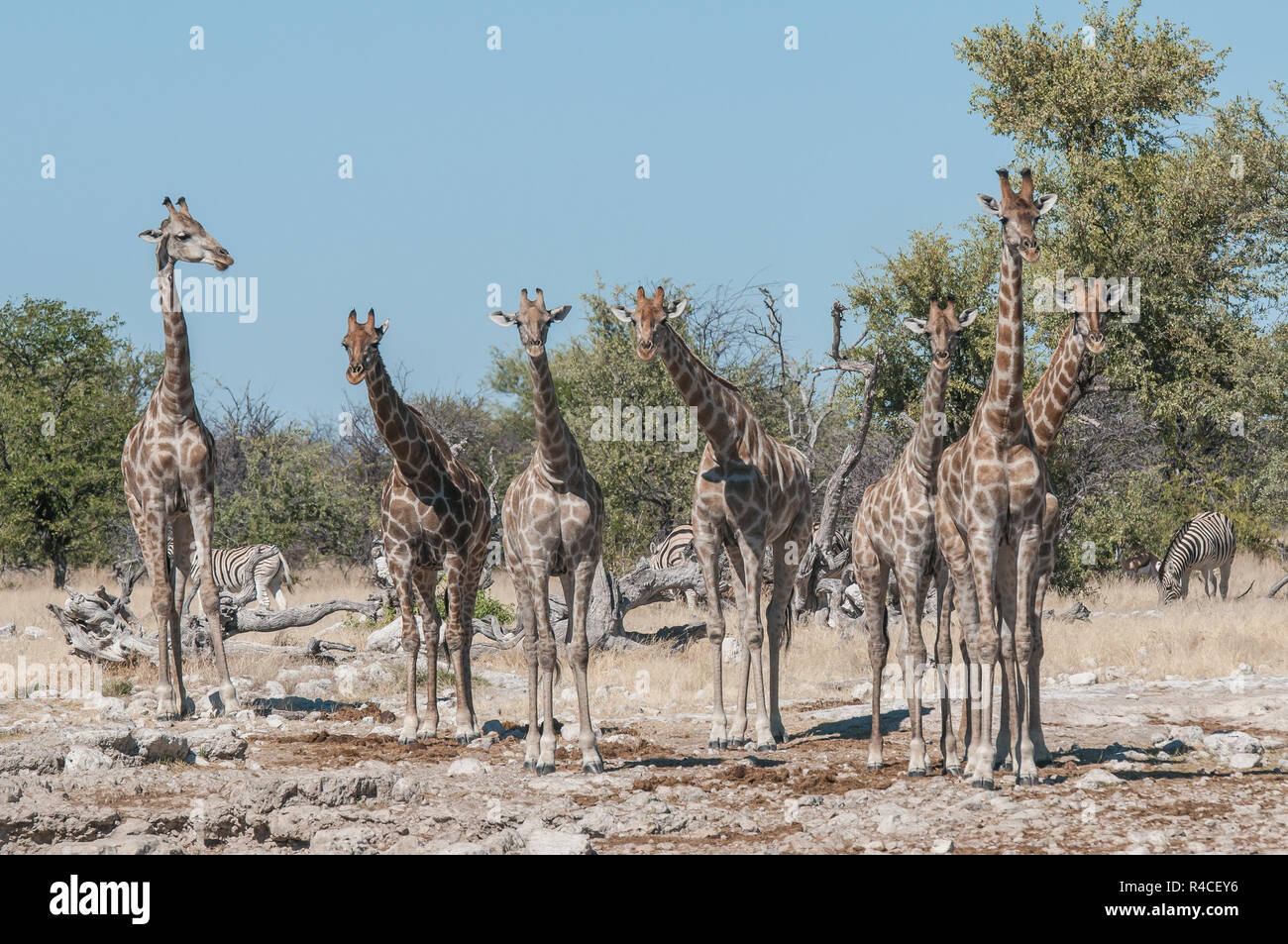 Giraffe herd at a waterhole in Etosha national park Stock Photo