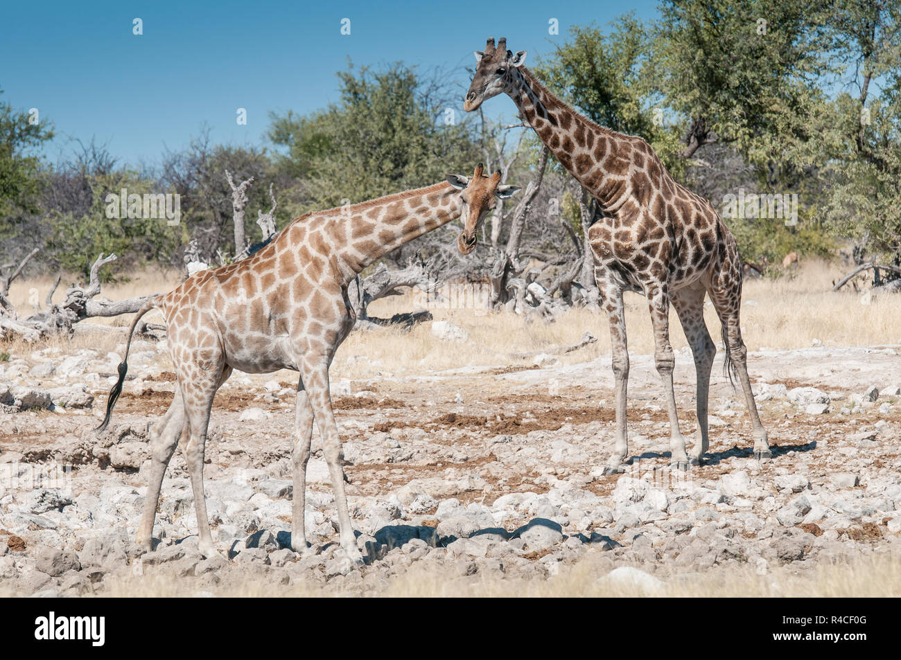 Giraffe herd at a waterhole Stock Photo
