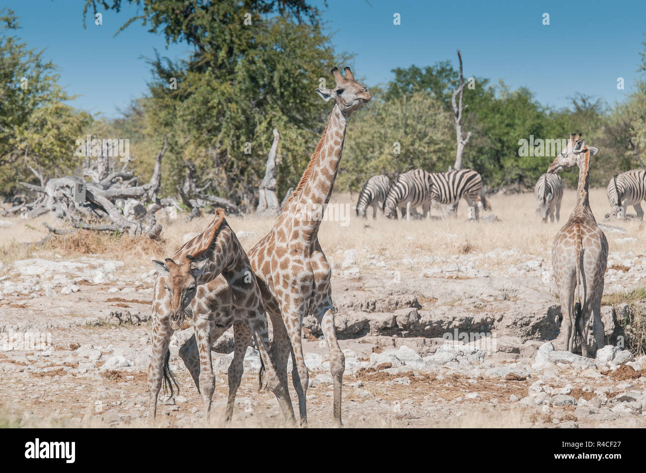 Giraffe herd and zebras at a waterhole Stock Photo