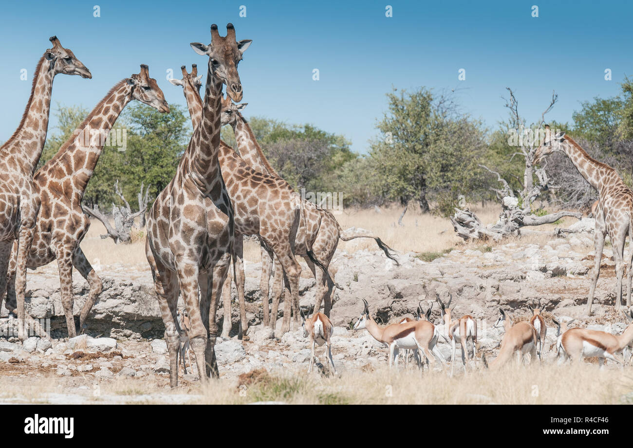 Giraffe herd and black faced impala at a waterhole Stock Photo