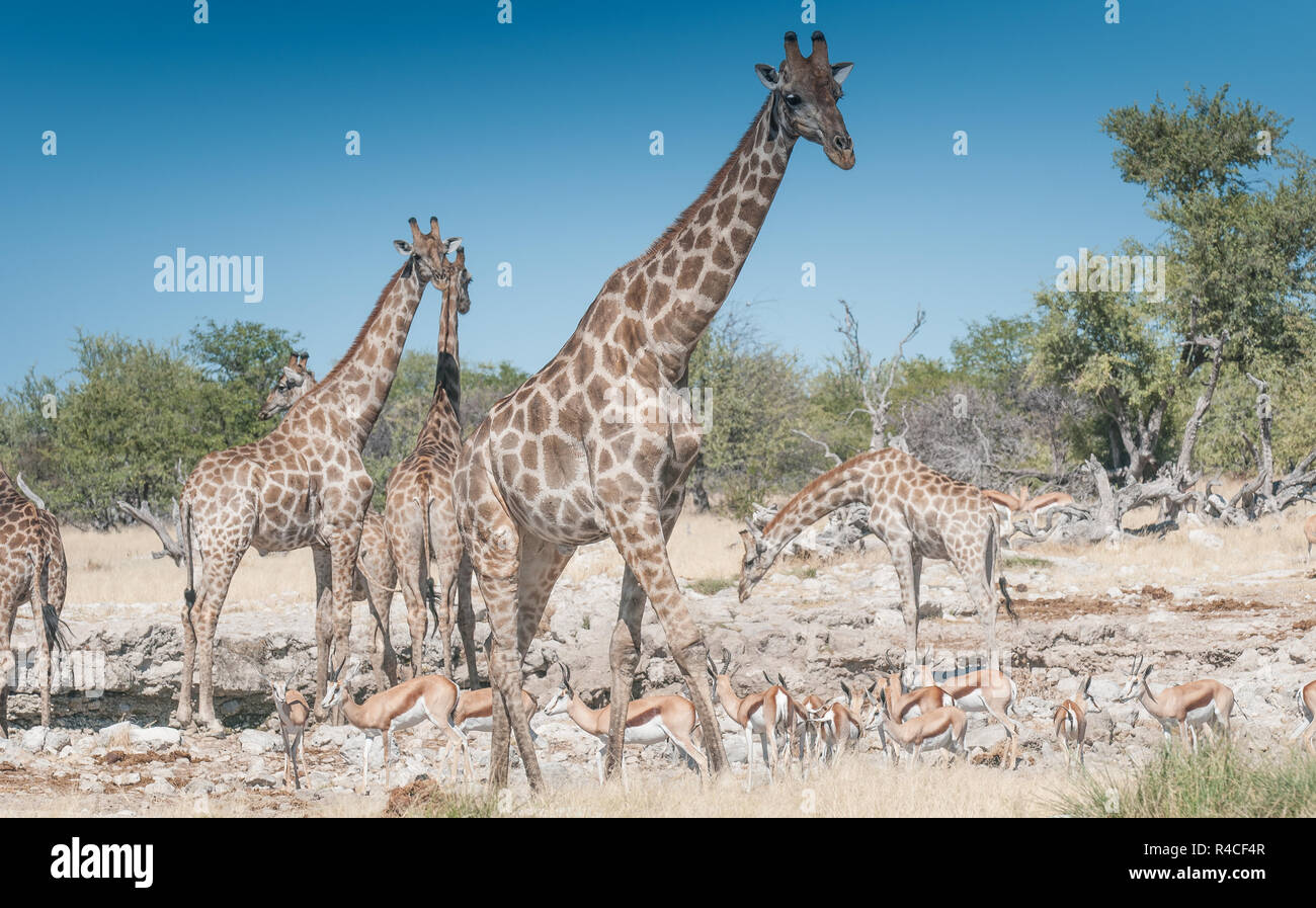 Giraffe herd and black faced impala at a waterhole Stock Photo