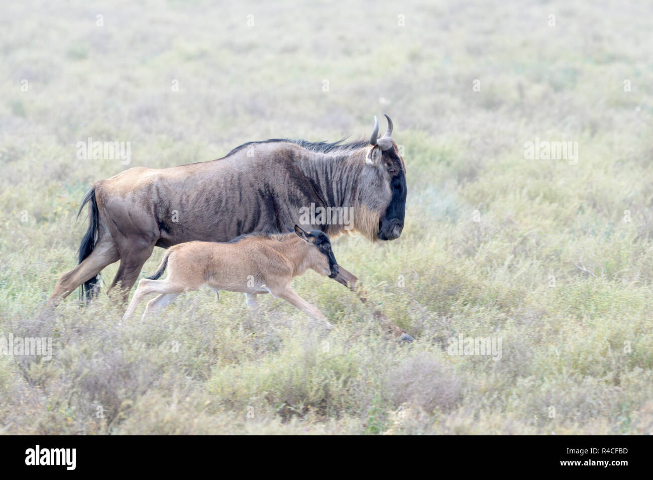 Blue Wildebeest (Connochaetes taurinus) mother with newborn calf