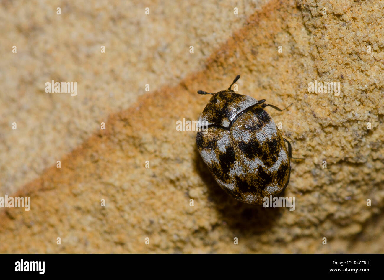 Varied carpet beetle hires stock photography and images Alamy