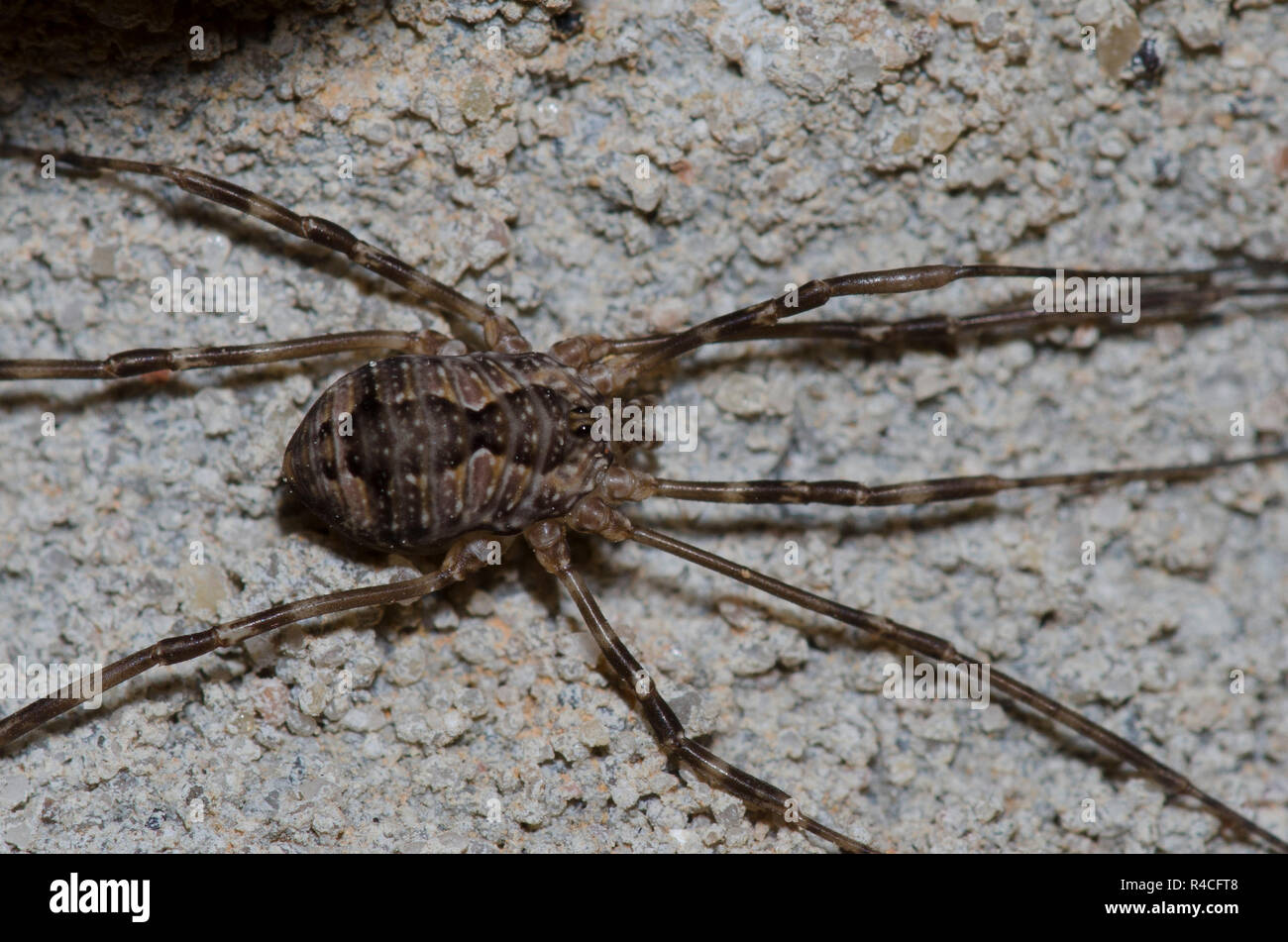 Harvestman, Order Opiliones Stock Photo - Alamy