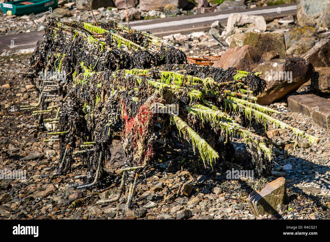 Oyster harvest in Pléboulle, France Stock Photo