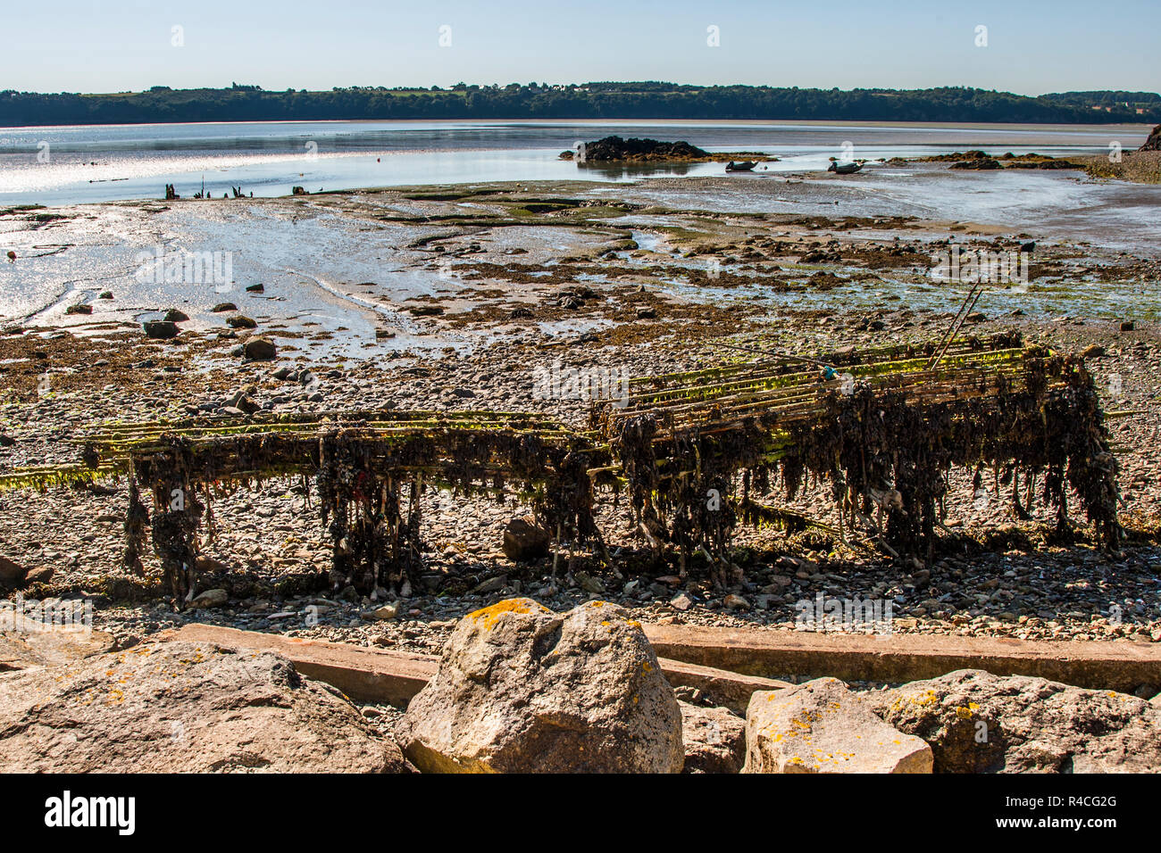 An oyster rack overgrown with algae on the dry beach. Oyster trestle in Pléboulle, France. Table cultivation on iron tables Stock Photo