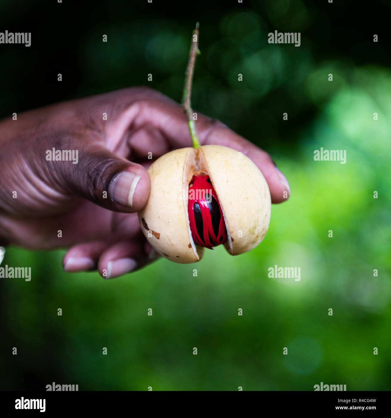 Nutmeg Tree Stock Photos & Nutmeg Tree Stock Images Alamy