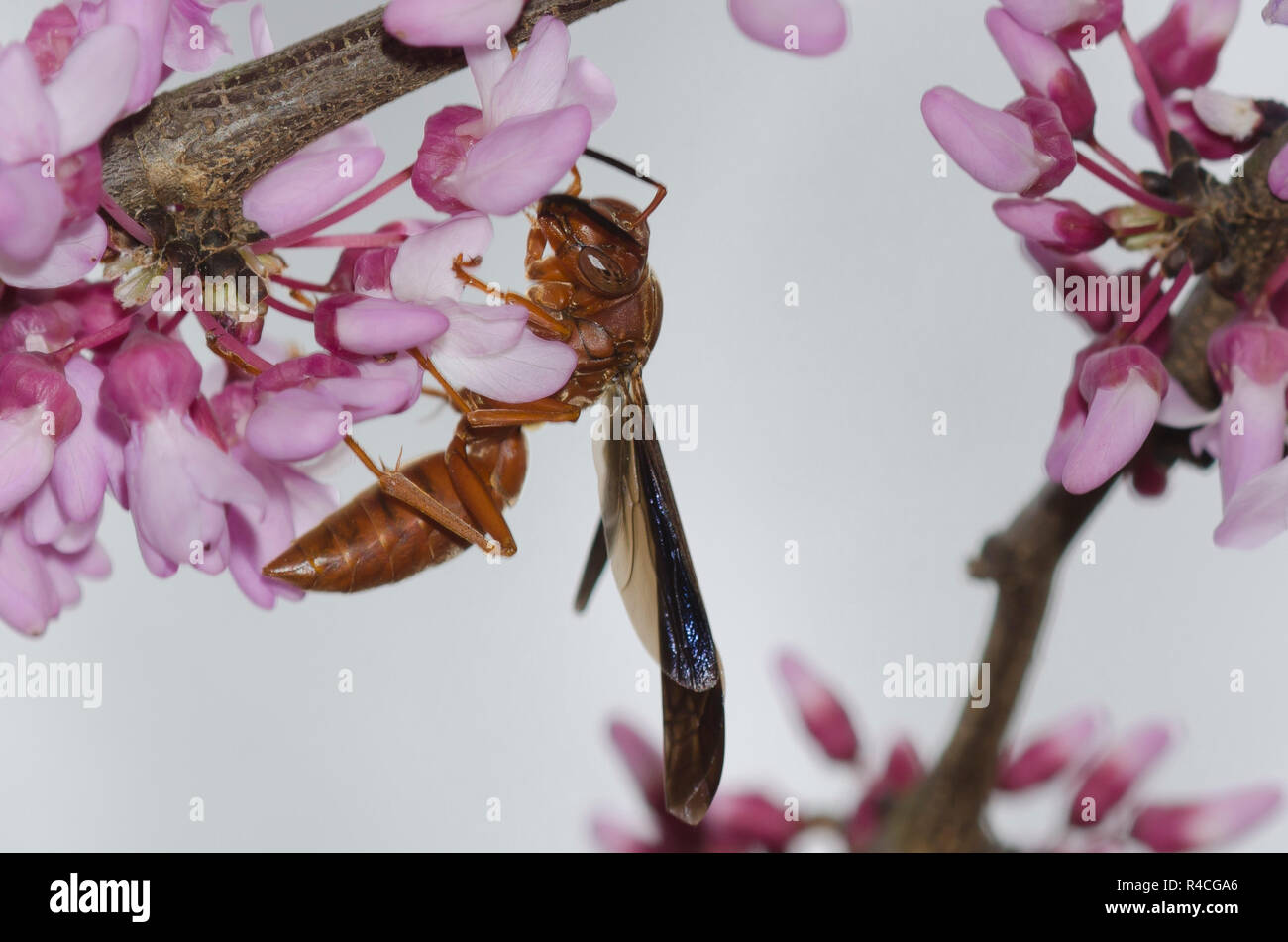 Paper Wasp, Polistes sp., female on Eastern Redbud, Cercis canadensis Stock Photo