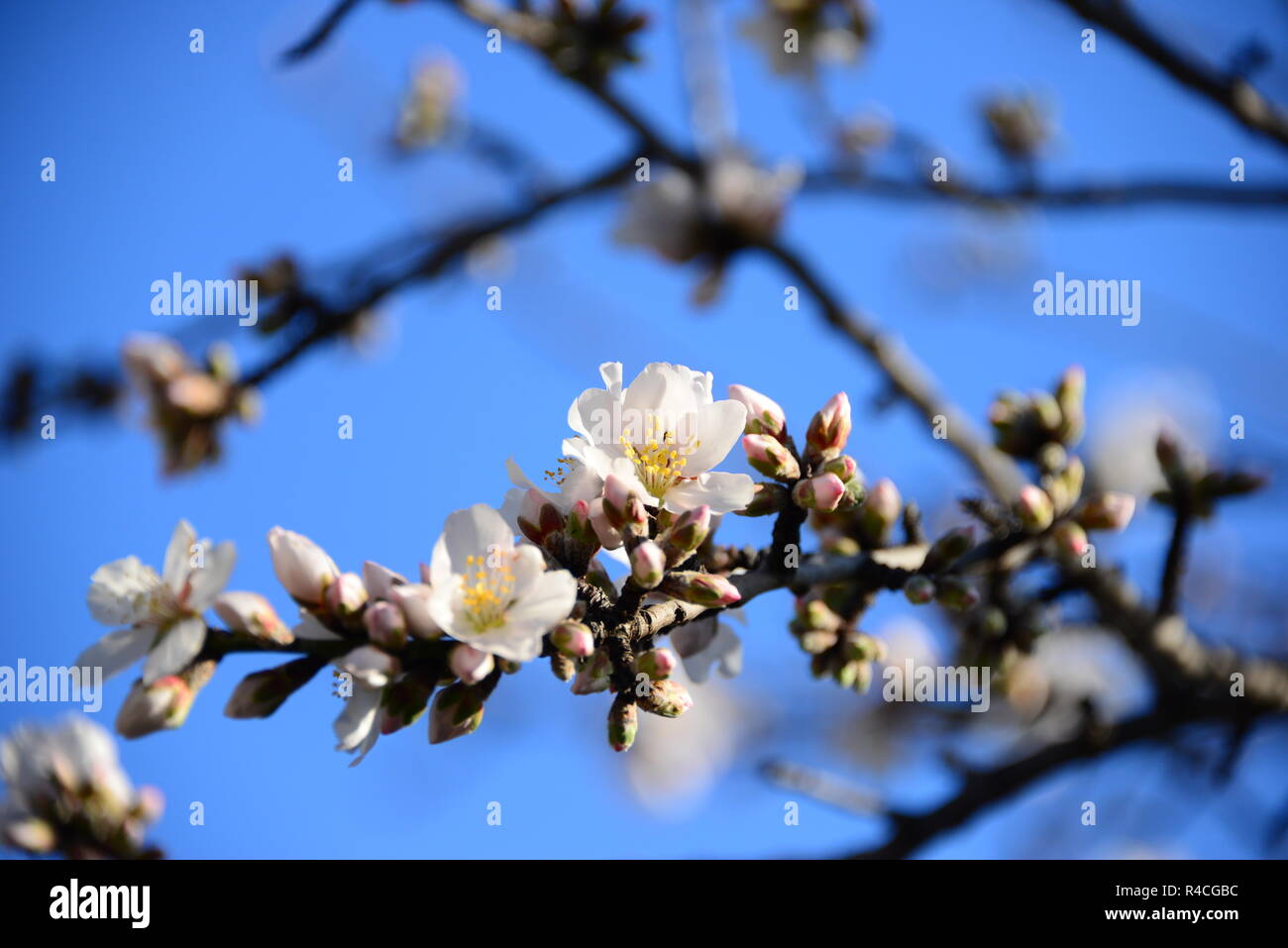 almond blossom in spain Stock Photo Alamy