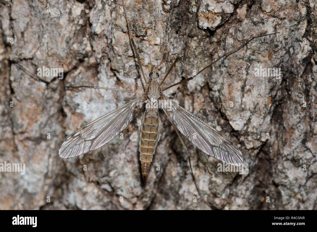 Large Crane Fly. Family Tipulidae Stock Photo