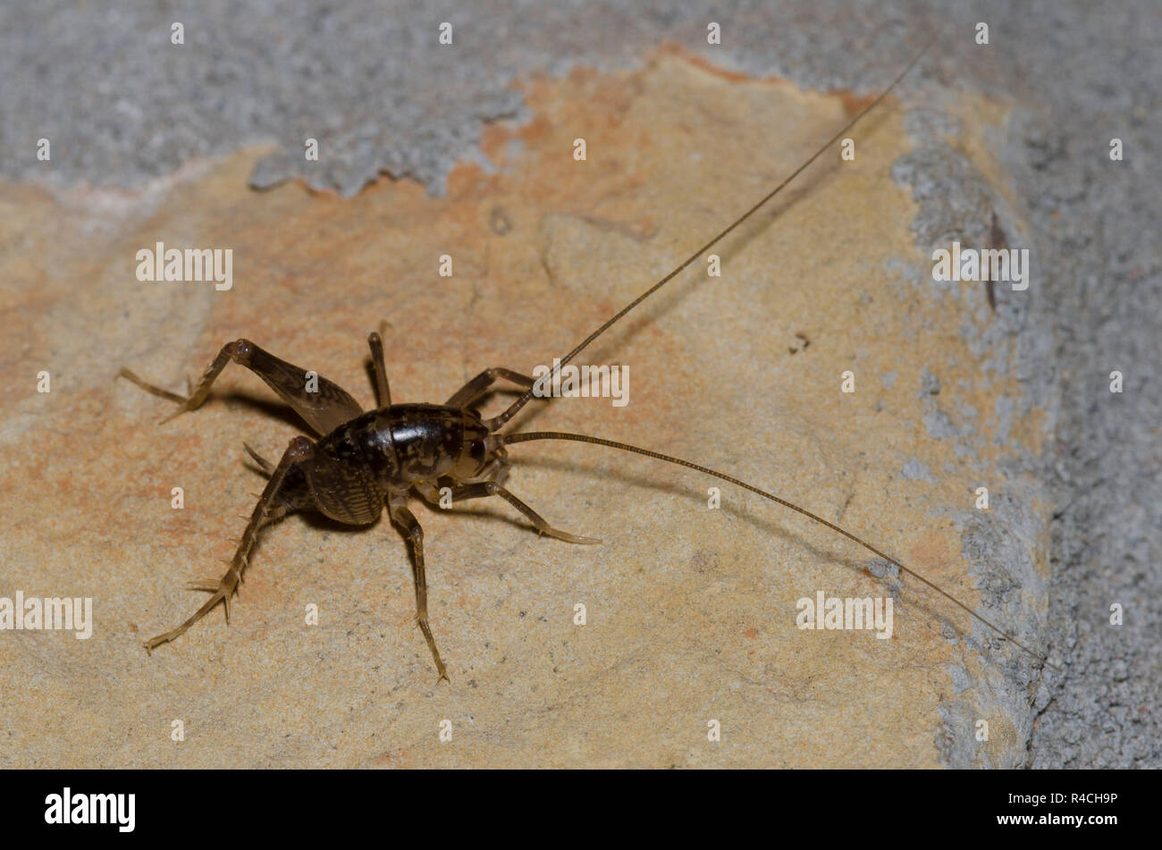 Family rhaphidophoridae hi-res stock photography and images - Alamy, image size:1300x951