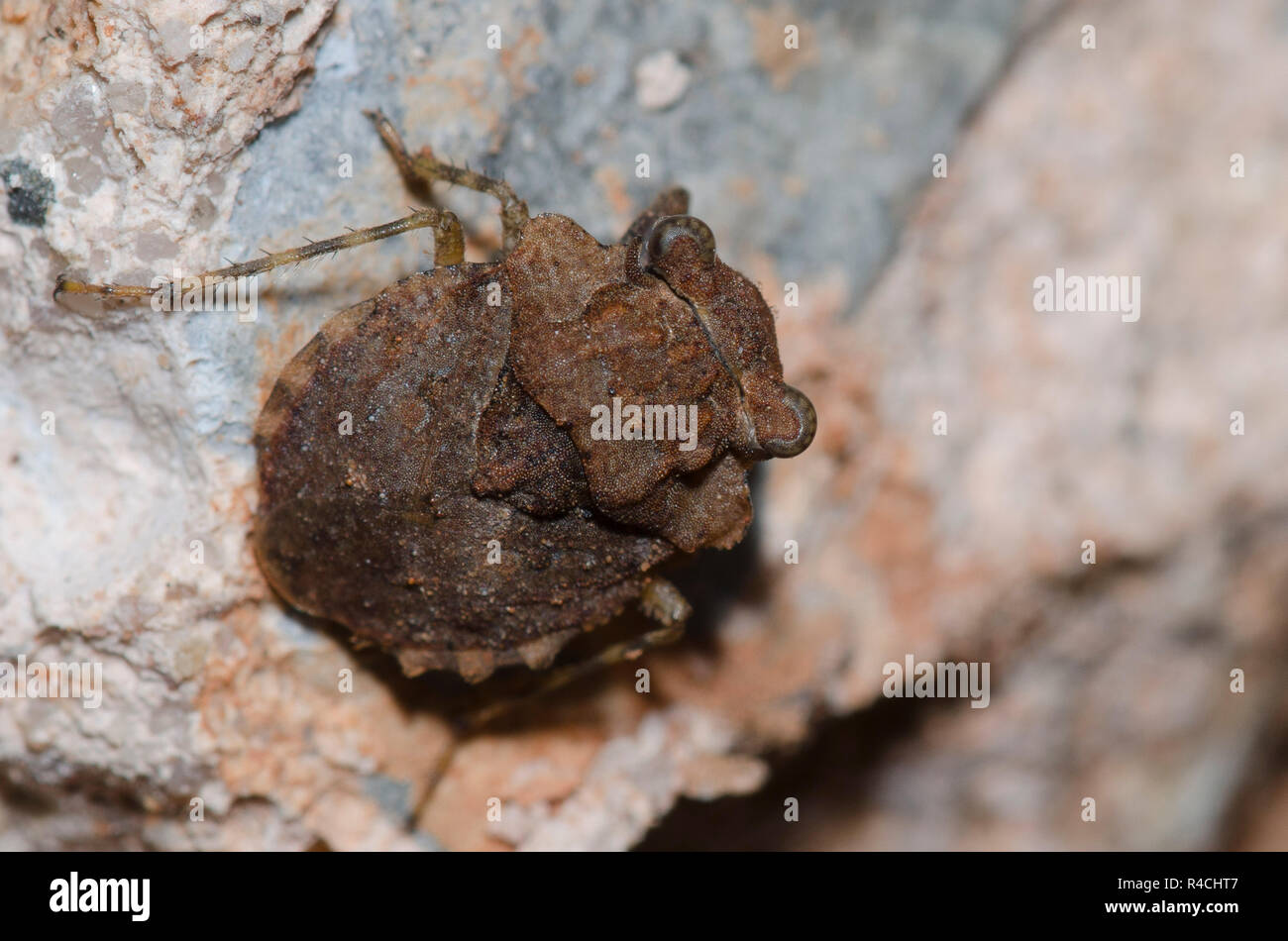 Big-Eyed Toad Bug, Gelastocoris oculatus Stock Photo