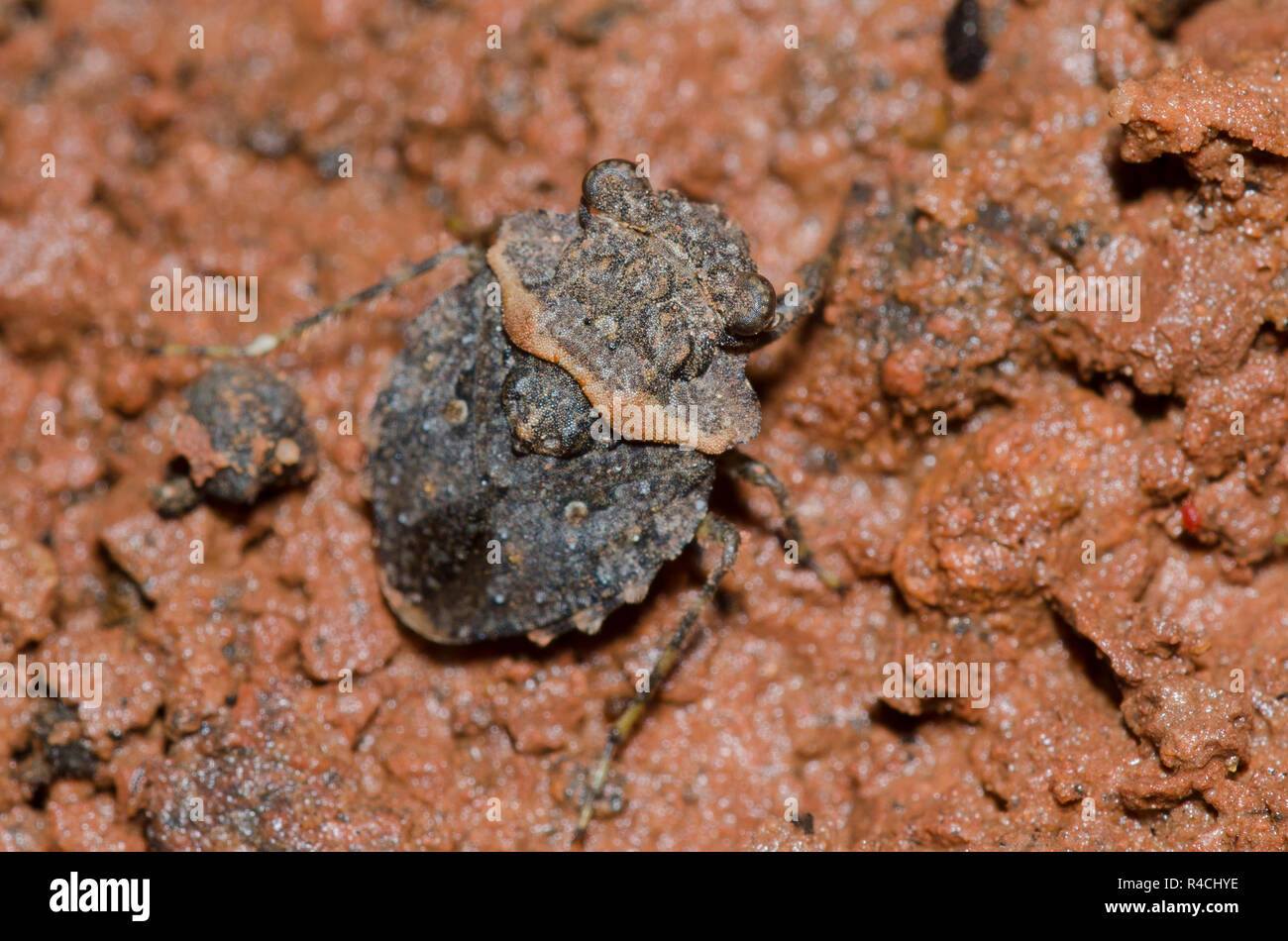 Big-Eyed Toad Bug, Gelastocoris oculatus Stock Photo