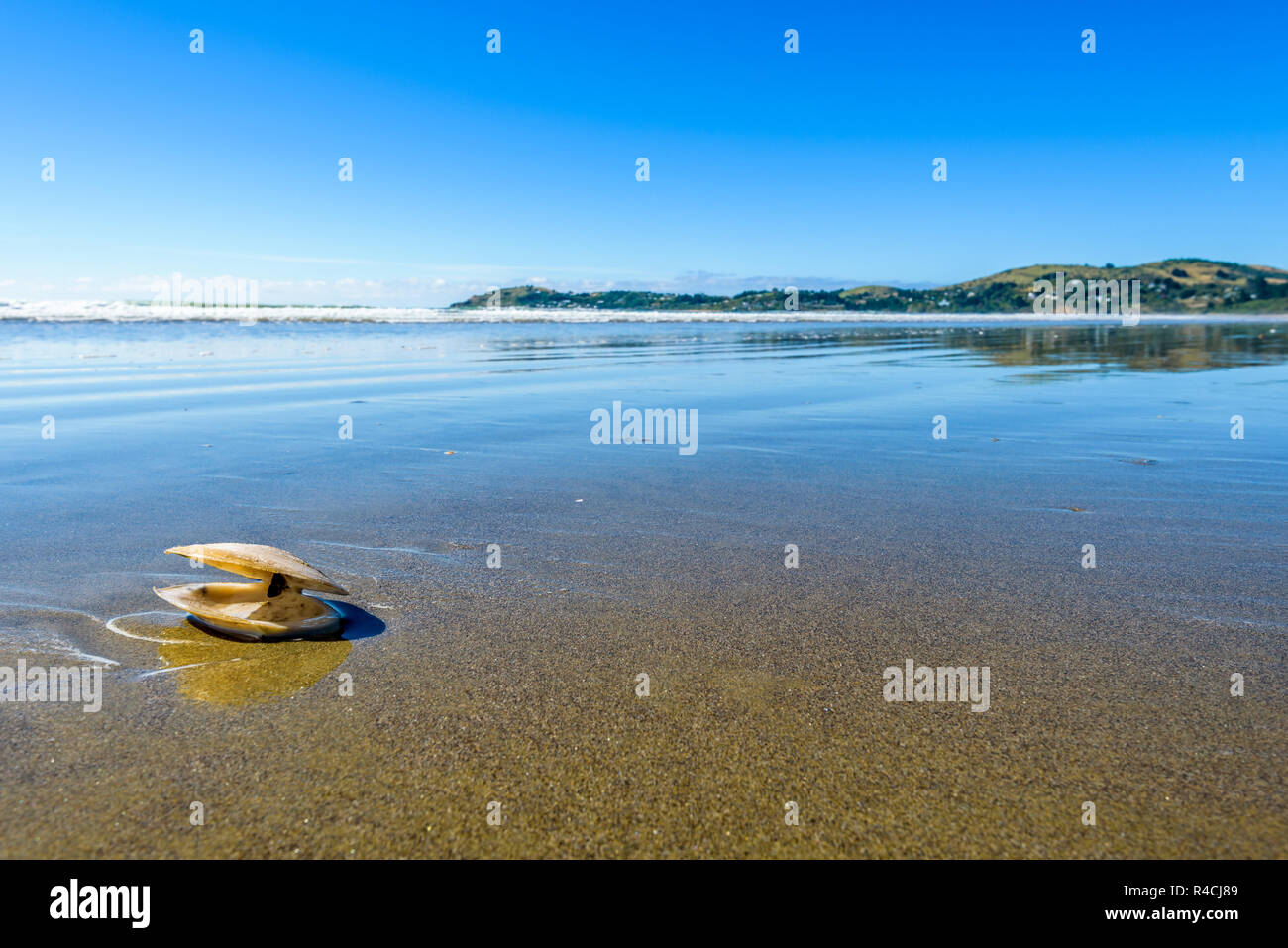 Beautiful deserted empty beach landscape with reflection of the sky on the water and close up of a shell. Moeraki Boulders, Koekohe beach, New Zealand Stock Photo