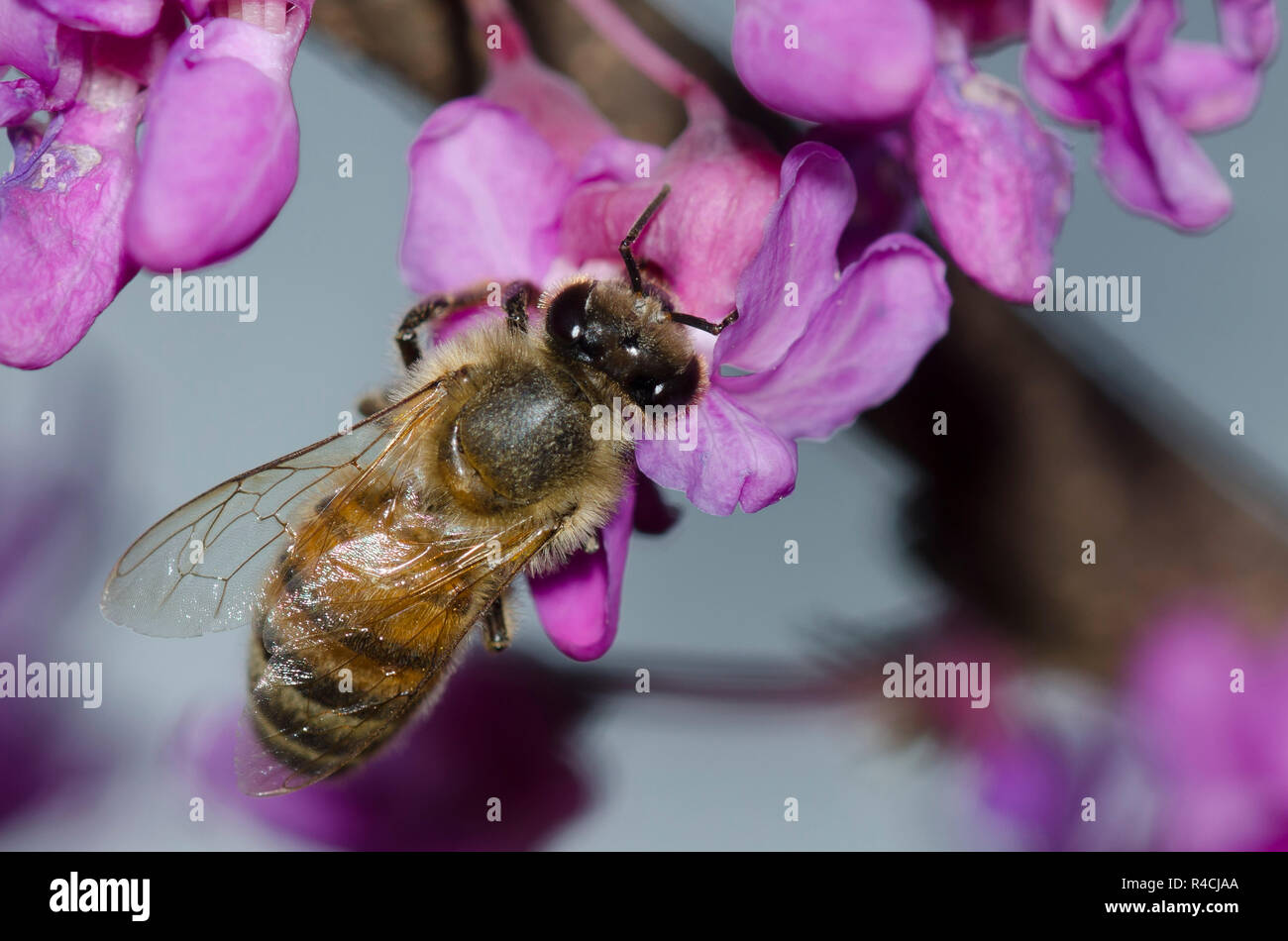 Honey Bee, Apis mellifera, foraging on Eastern Redbud, Cercis canadensis, blossoms Stock Photo